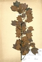 藏品(臺灣三角楓)的圖片